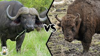 CAPE BUFFALO VS AMERICAN BISON - Which is more powerful?