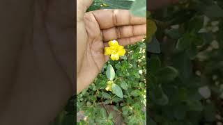 Purslane Flowers Plant easy to grow from Cutting#purslane #plants #flowerplants #shorts