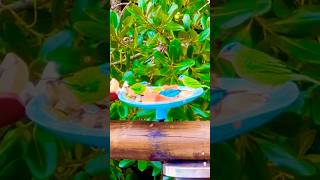Have a Lucky Day Meus Amados Visitantes Praianos #birds #luckyday #goodluck #godblessusall #nature