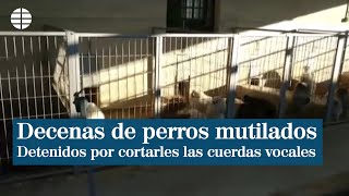 Detenidos en Granada por cortar las cuerdas vocales a decenas de perros en un criadero