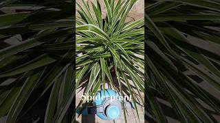 spider plant #shortstrending #Sumbul'sgarden