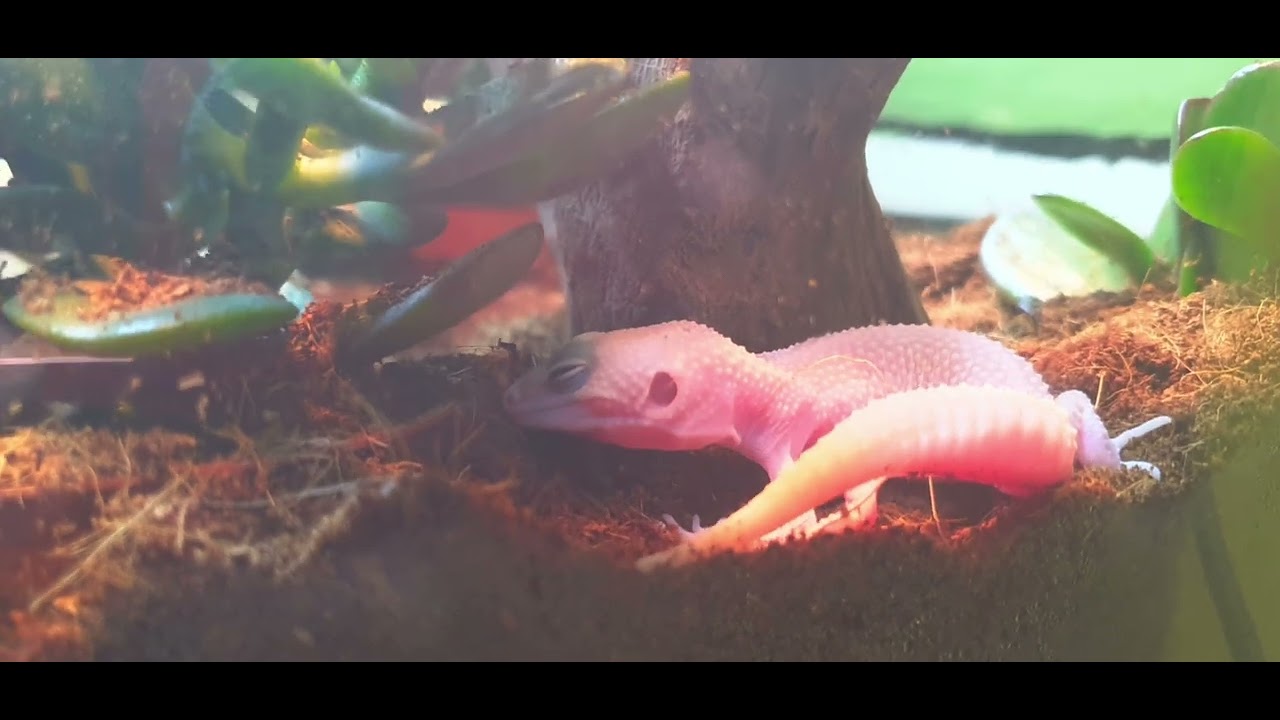 gecko léopard mou diablo blanco