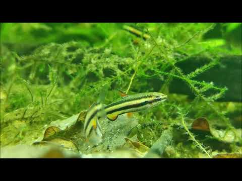 Nannostomus marginatus wild looking for food