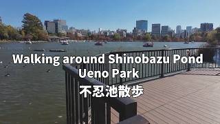 【🇯🇵 Tokyo Walk】Walking around Shinobazu Pond, Ueno Park in November|秋の不忍池を散歩