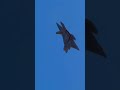 Air Force #foryoutubeshorts #militarylife #view #shirtvideo #militarylife
