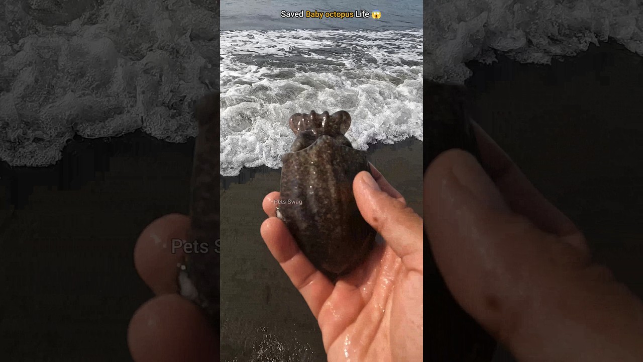 Heartwarming moment: Saving a baby octopus from the shore 🐙