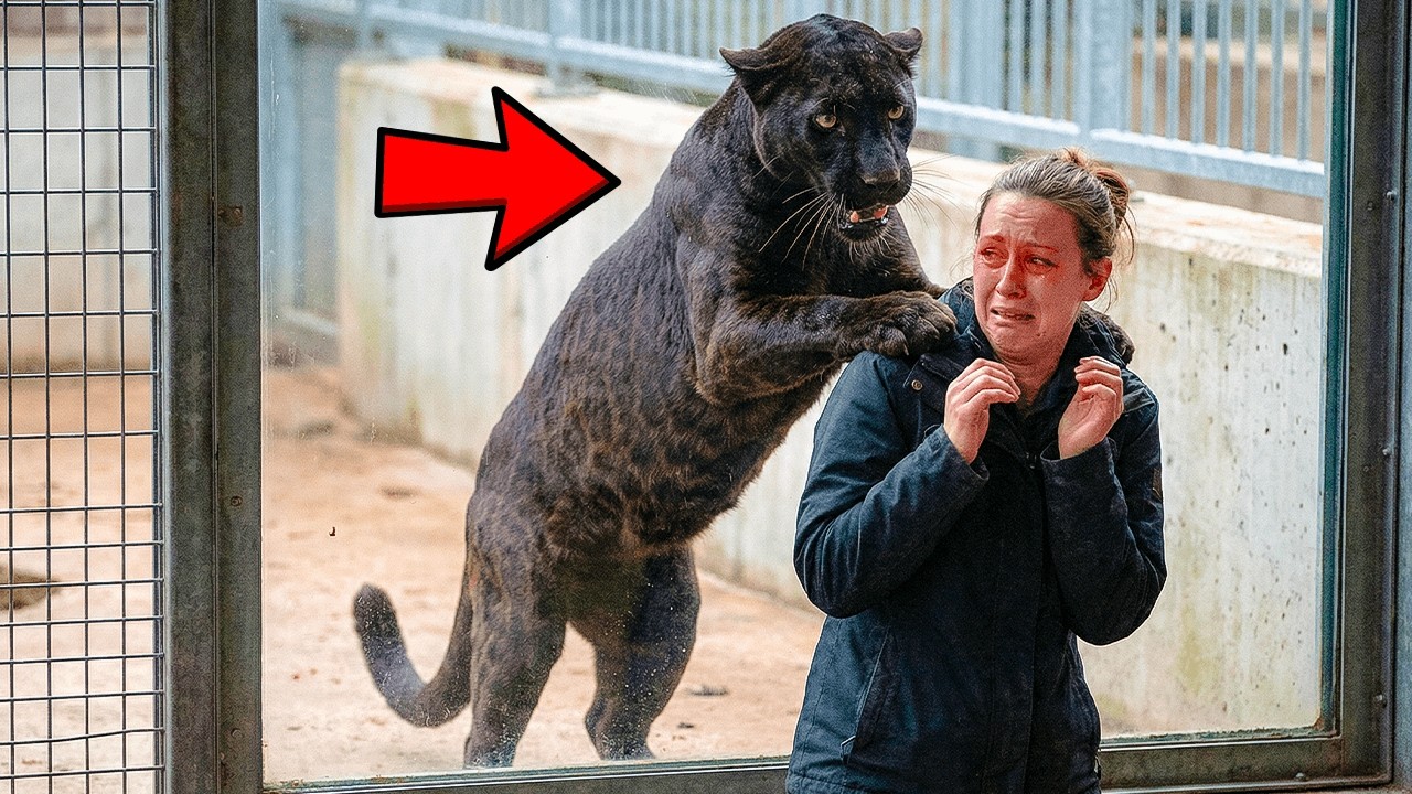 They Said the Leopard Would Kill Her… Watch What Happens Instead