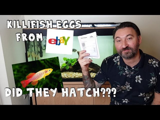 Buying killifish eggs from , will they hatch? Is it legit or a scam?  Let's find out. 