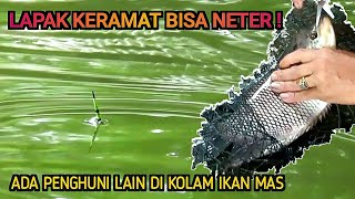 Racikan umpan paling ganas || Loma ikan mas