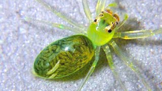 15 Rarest Spiders In The World