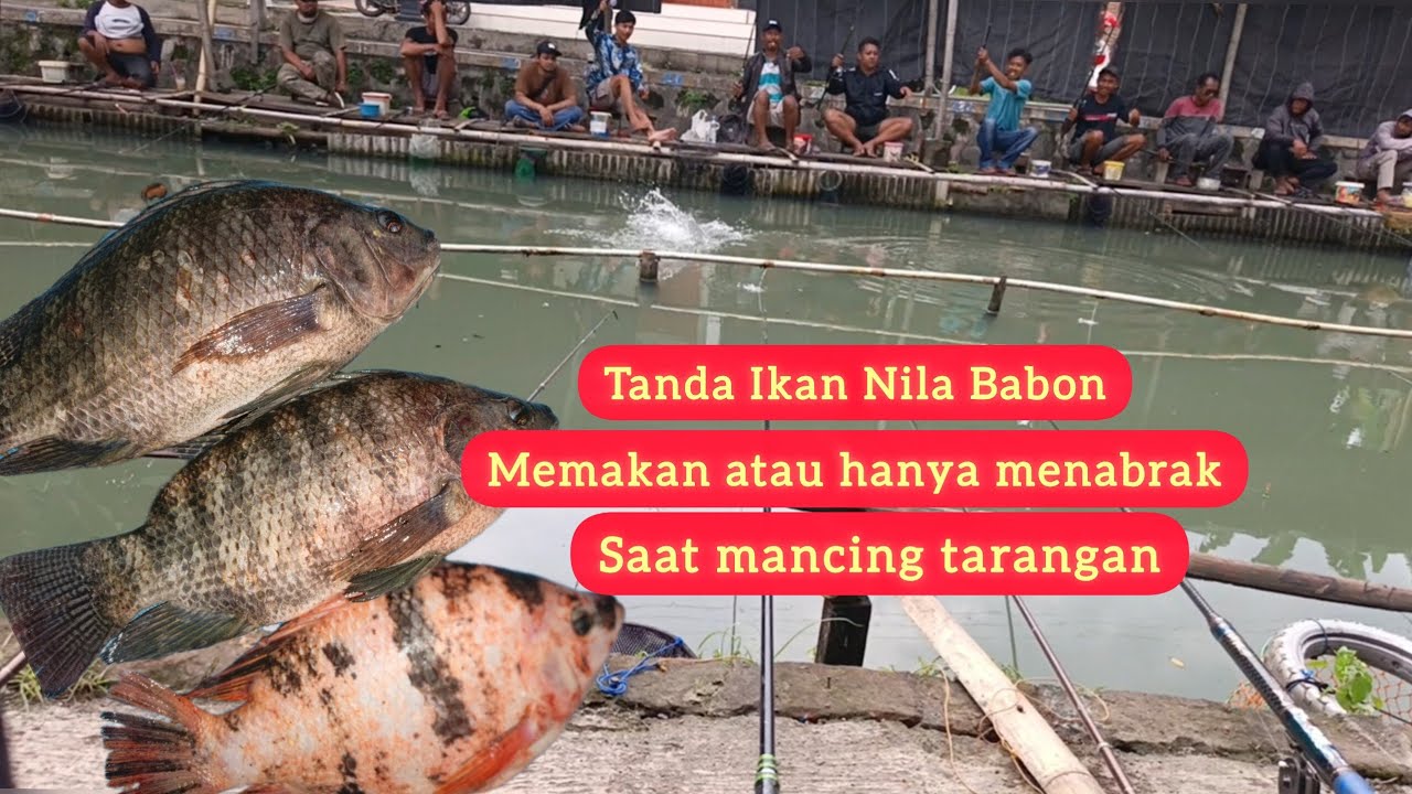 Tanda ikan nila babon lobang dan  tarangan memakan umpan atau hanya menabrak 