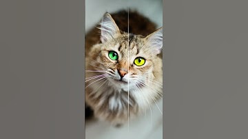 Enhance, Retouch, Repeat: Creating Stunning Visuals with RetouchMe App!