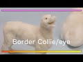樹脂ボールで作るボーダーコリーの目/Border collie eyes made from resin balls