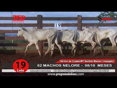 LOTE 19