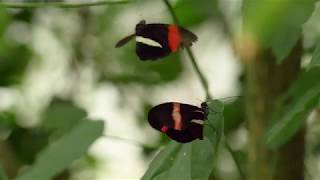 Butterflies Taste with Feet