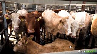 Carnaross Mart online cattle sale
