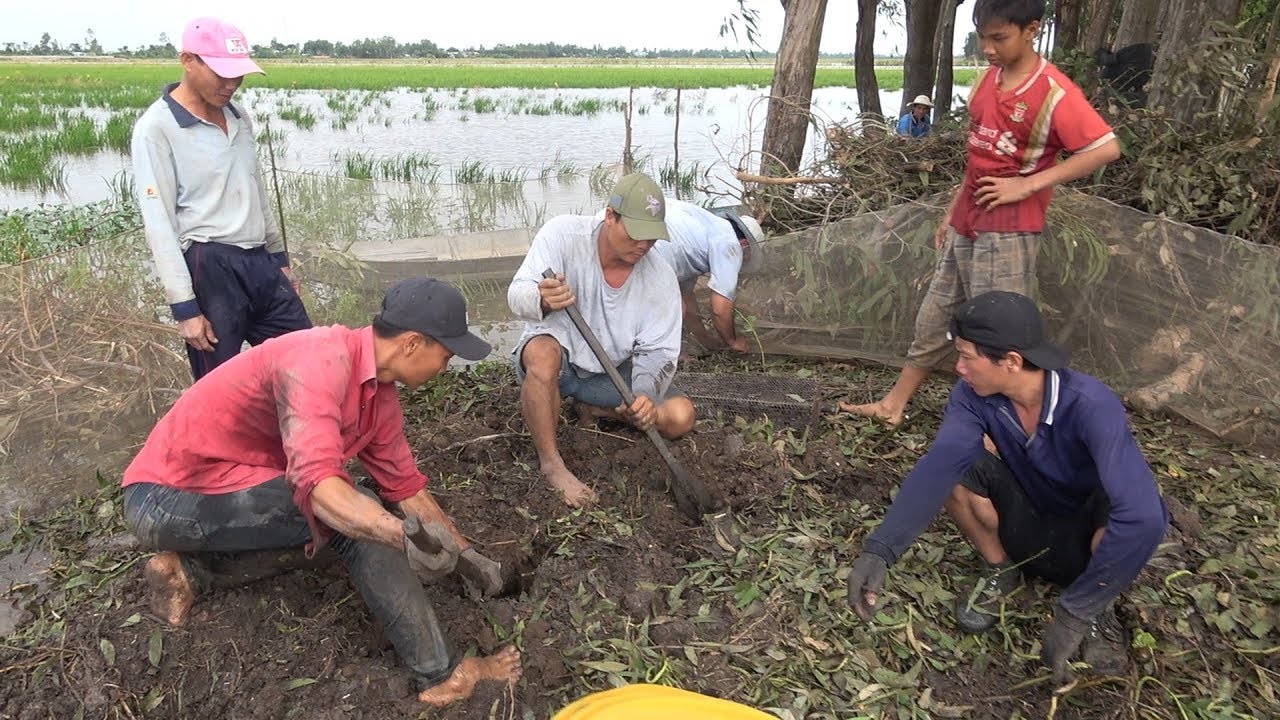 CÁCH BẮT CHUỘT ĐỘC ĐÁO CỦA NGƯỜI DÂN MIỀN TÂY MÙA NƯỚC NỔI - TT623