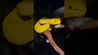 Amazing Golden Pit Viper! #Reptiles #Venomoussnakes #Viper #Gold #Pets #Shorts