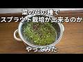 菜の花の種で スプラウト栽培が出来るのか  やってみた