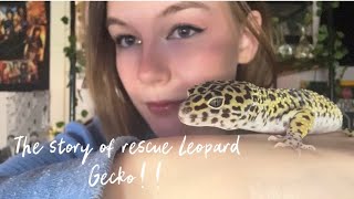 The story of my rescue leopard gecko!!