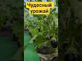 🍅 Что будет с этими томатами и баклажанами? Загляни в каплевидную теплицу!