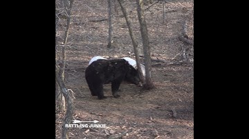 Massive Bear - Slo-Mo Archery Shot (link to full video in description) #bigbear