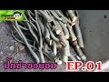 ปักชำชวนชม EP.01  # เกษตรกรป้ายแดง | โรงเรียนเตรียมเกษตรกร