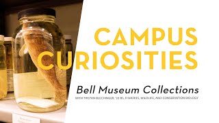 Campus Curiosities: Bell Museum Collections