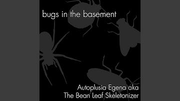 Autoplusia Egena aka The Bean Leaf Skeletonizer
