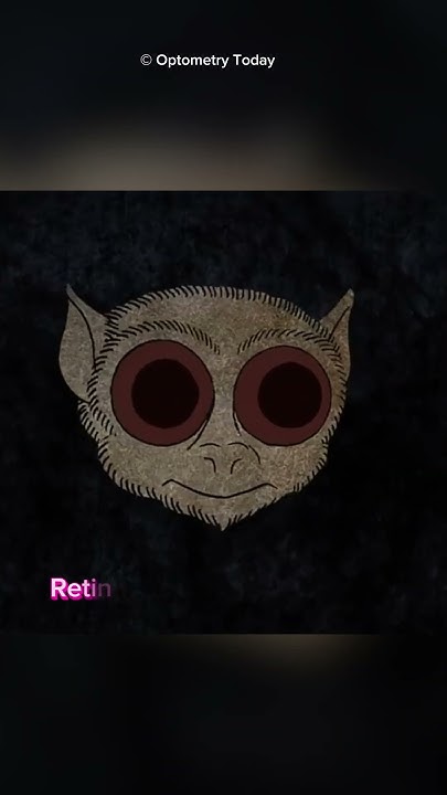 Why Do Animals' Eyes Glow At Night #shorts #facts - YouTube