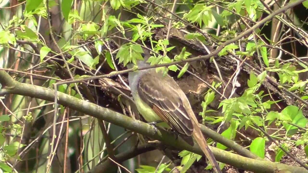 Brown-crested flycatcher. Sabal Palm Sanctuary 