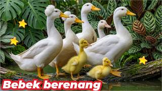 BEBEK BERENANG KWEK KWEK BEBEK KWEK KWEK BEBEKNYA UWEK UWEK BEBEK KWEK KWEK LAGU BEBEK ADUS KALI