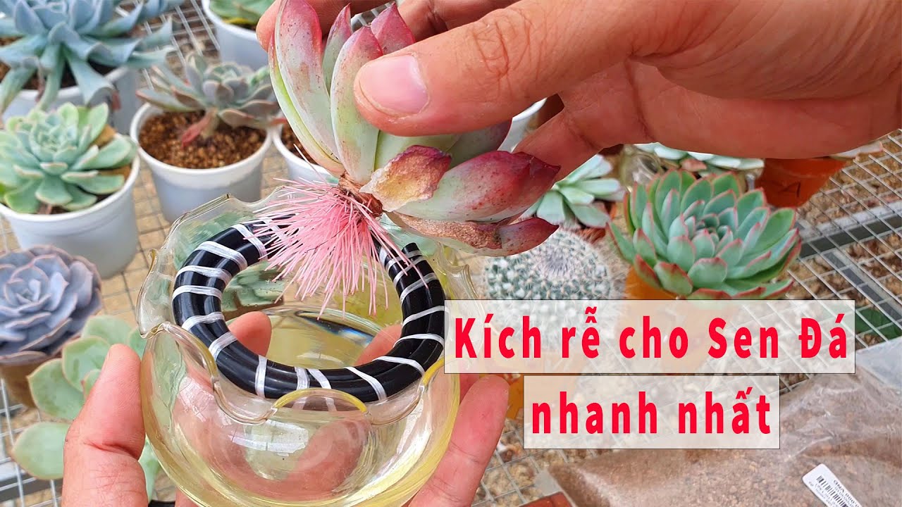 HƯỚNG DẪN KÍCH RỄ CHO SEN ĐÁ CHI TIẾT NHẤT