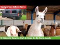 St Helena's Caravan Park &amp; None Go Bye Farm Animals and Shop near Leeds in the Campervan