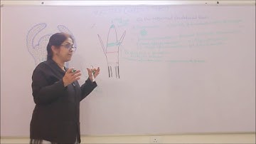 Bio-XI-6-02 Types of meristmatic tissue ,   By Sunanda Ahuja,  Pradeep Kshetrapal channel