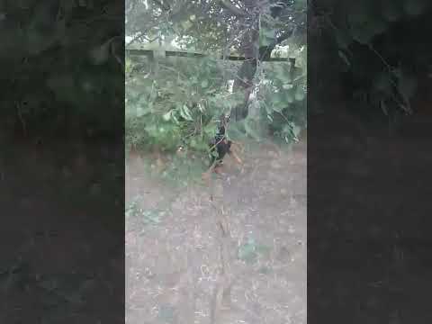 собаки#лучшее #смешновидео #ягдтерьер #животные #природа #приколы #видеодня