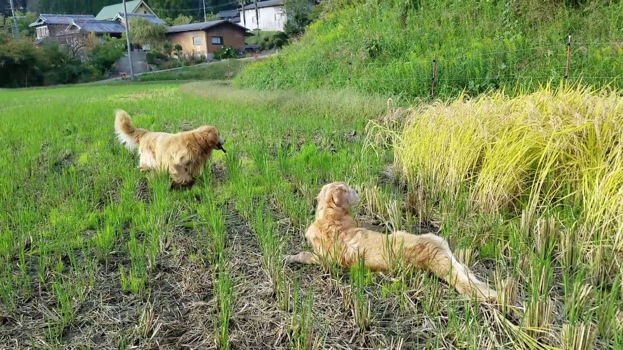 山歩き安全マップ 稲刈りを楽しむゴールデンレトリバー