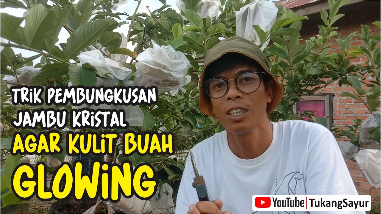 cara pembungkusan jambu kristal mengunakan kertas bungkus nasi