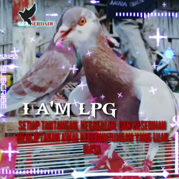 🛑story whatsapp 30 detik, merpati los dor!