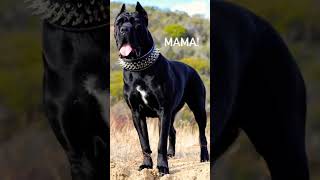 Download Lagu Pitbull mix Cane Corso MP3