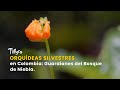 Orquídeas Silvestres en Colombia: Guardianes del Bosque de Niebla - TvAgro por Juan Gonzalo Angel