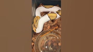 Champagne Het Pied Ball Python #shorts #shortsfeed #shortvideo #fyp