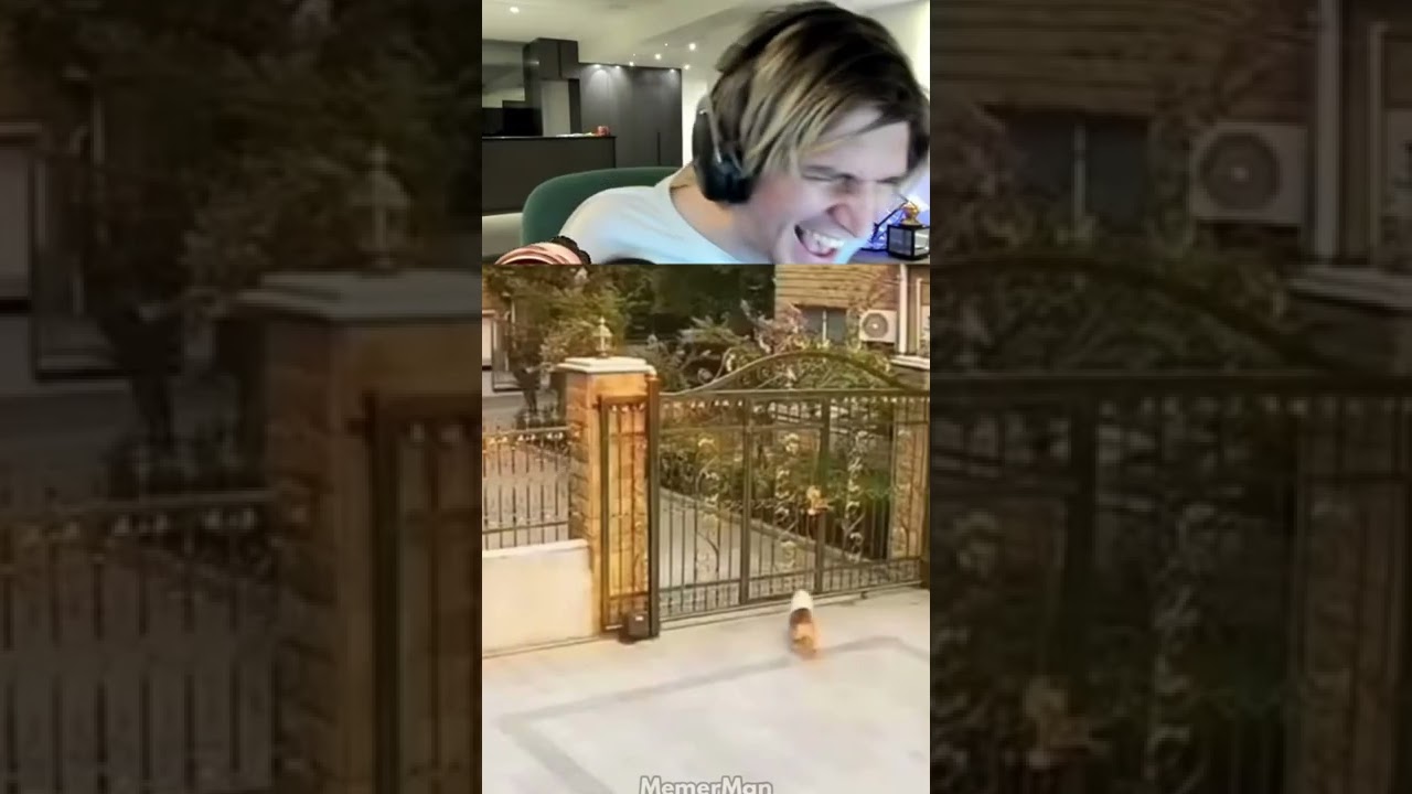 XQC IS STILL LAUGHING AT THIS MEME