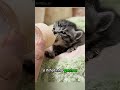 Esse gatinho foi encontrado quase morrendo… olha ele hoje 🥺❤️