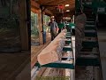 Milling Raw Logs into Lumber with a Bandsaw #sawmill #woodworking #lumber