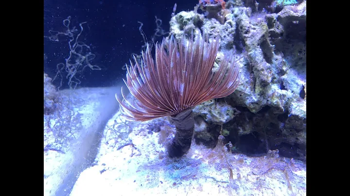 Exciting Tank Update: New Feather Duster & Cluster Duster!