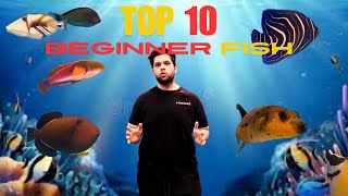Top recommended fish for your aquarium!!!