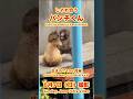 パンチくん【2026年6月7日撮影】じゃれ合うパンチくん #がんばれパンチ #punch #HangInTherePunch #市川市動植物園【Punch the monkey】N02