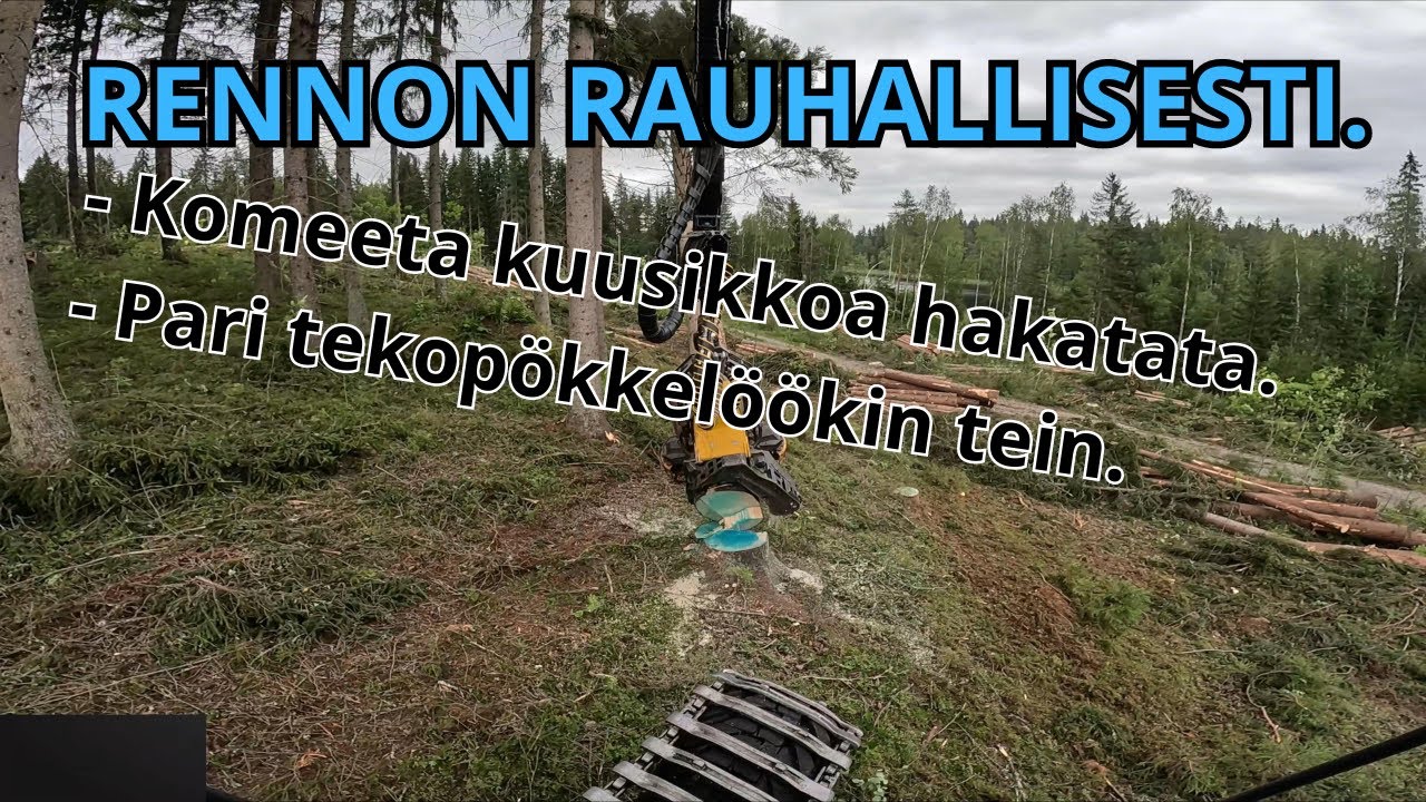 Leppoisaa hakkailua tosi hyvässä  kuusi metsässä. Ponsse Scorpion K H7 AC FC