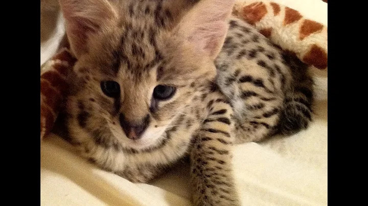 Watch the video about Buddy Serval Kitten Shows off Hunting Skills